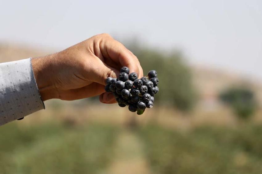 Eşi hastalanınca yetiştirmeye başladı! Taleplere yetişemiyor, kilosu 380 lira...