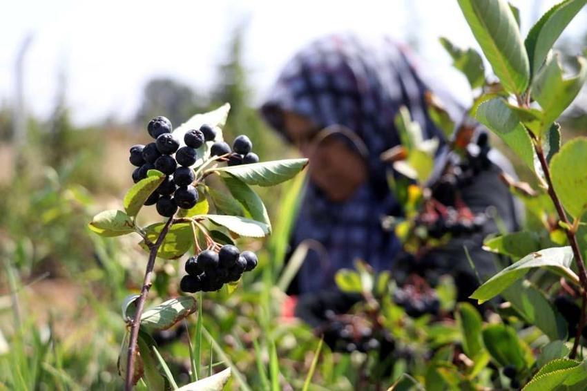 Eşi hastalanınca yetiştirmeye başladı! Taleplere yetişemiyor, kilosu 380 lira...