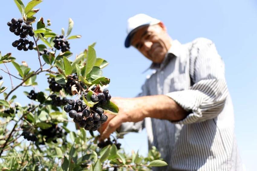 Eşi hastalanınca yetiştirmeye başladı! Taleplere yetişemiyor, kilosu 380 lira...