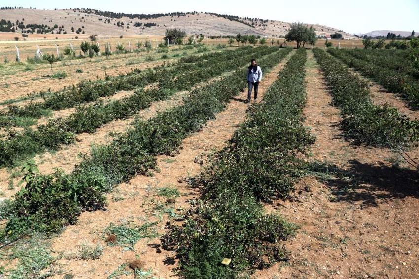Eşi hastalanınca yetiştirmeye başladı! Taleplere yetişemiyor, kilosu 380 lira...