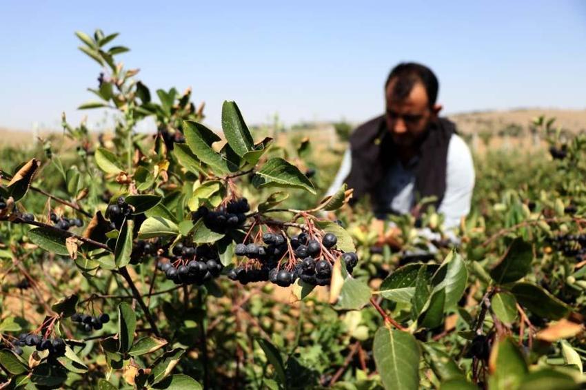 Eşi hastalanınca yetiştirmeye başladı! Taleplere yetişemiyor, kilosu 380 lira...