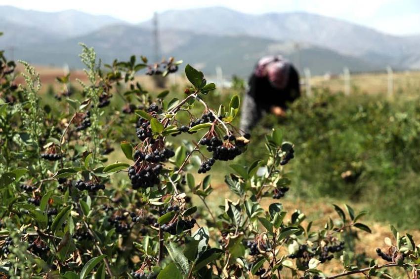 Eşi hastalanınca yetiştirmeye başladı! Taleplere yetişemiyor, kilosu 380 lira...