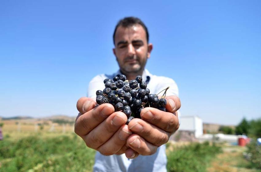 Eşi hastalanınca yetiştirmeye başladı! Taleplere yetişemiyor, kilosu 380 lira...