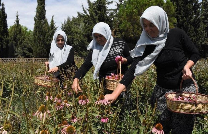 En az 25 bin lira kazanıyorlar! Adını bile bilmiyorlardı, şimdi yılda 5 kez para alıyorlar