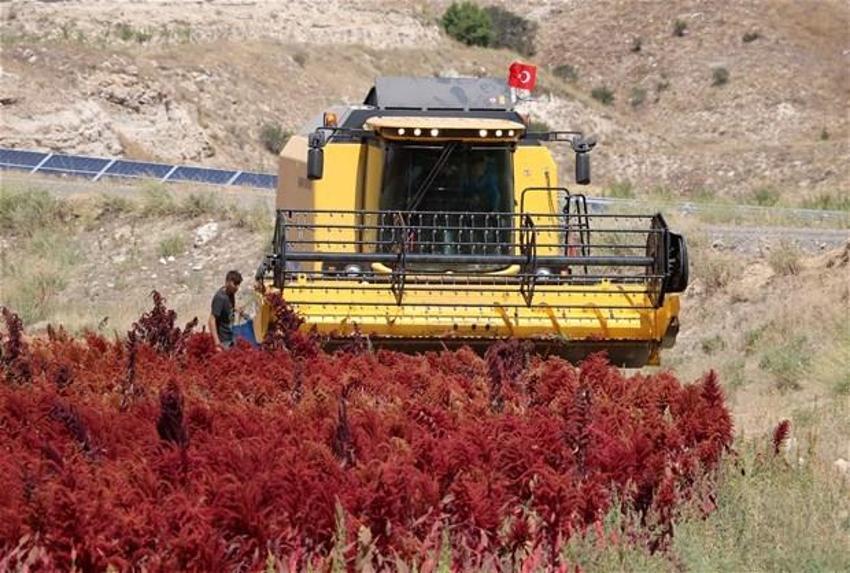 Kansere ve diyabete karşı şifa! Yüksek oranda skualen içeriyor! Türkiye’de ilk...