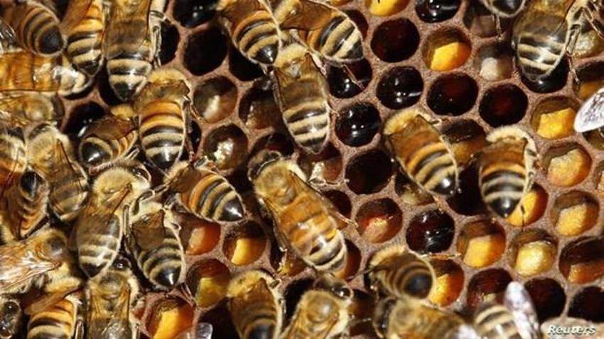 İnsan içinde 20 yıl yaşıyor, hayvandan geçiyor! Beyni tamamen ele geçiriyor