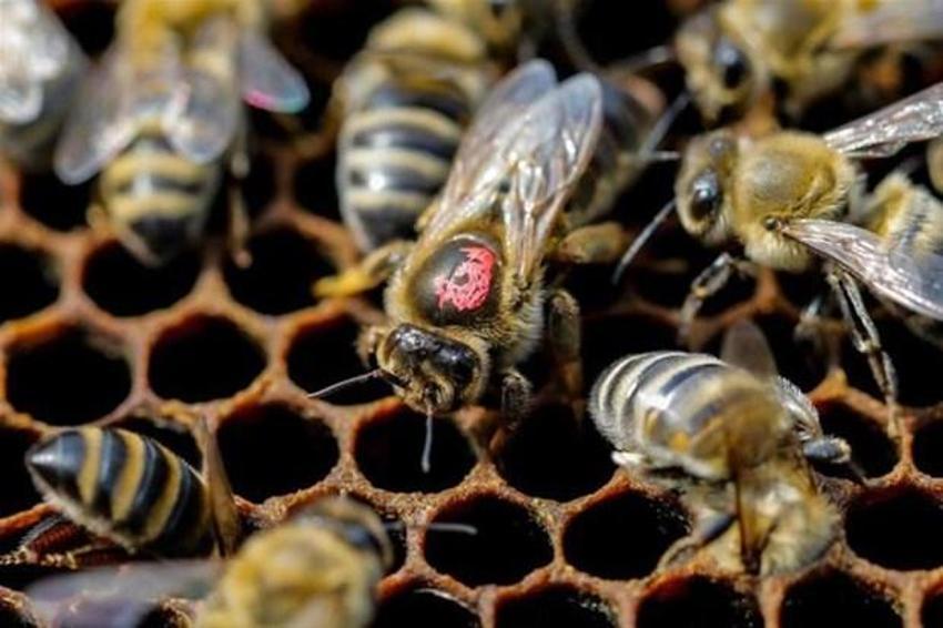 İnsan içinde 20 yıl yaşıyor, hayvandan geçiyor! Beyni tamamen ele geçiriyor