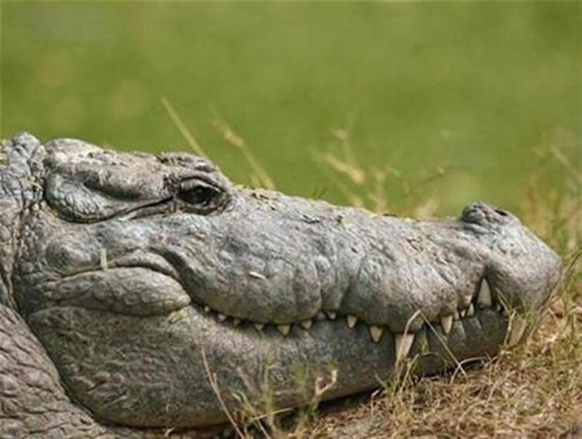 İnsan içinde 20 yıl yaşıyor, hayvandan geçiyor! Beyni tamamen ele geçiriyor