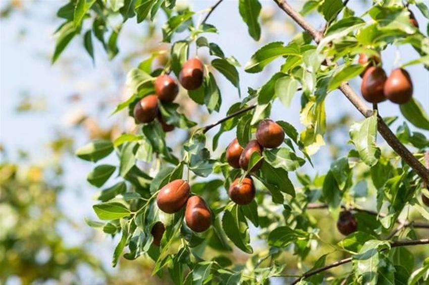 Tam bir vitamin deposu! Karaciğeri tamamen yeniliyor, antidepresan görevi görüyor