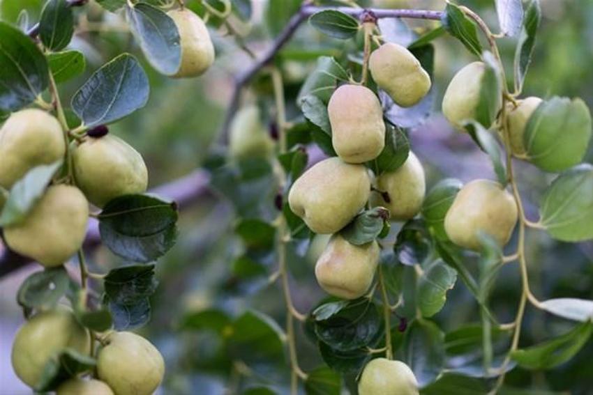 Tam bir vitamin deposu! Karaciğeri tamamen yeniliyor, antidepresan görevi görüyor