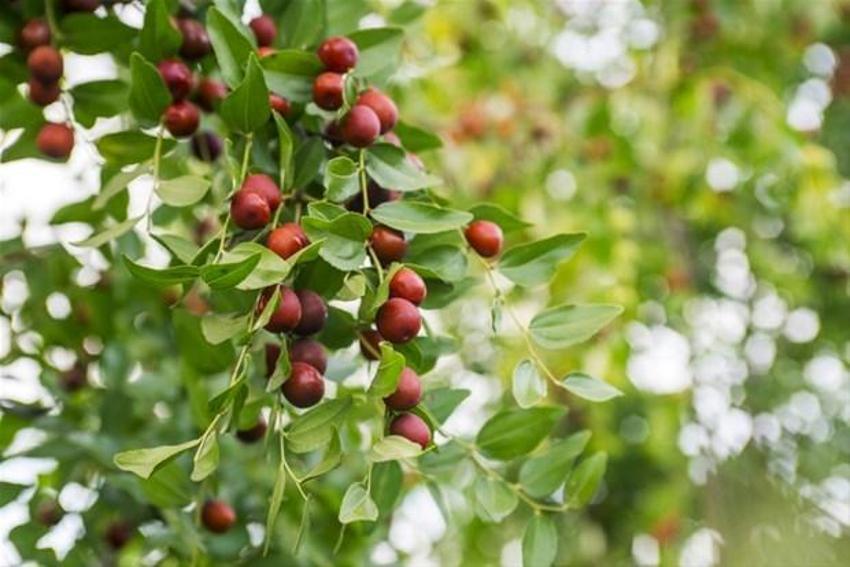 Tam bir vitamin deposu! Karaciğeri tamamen yeniliyor, antidepresan görevi görüyor