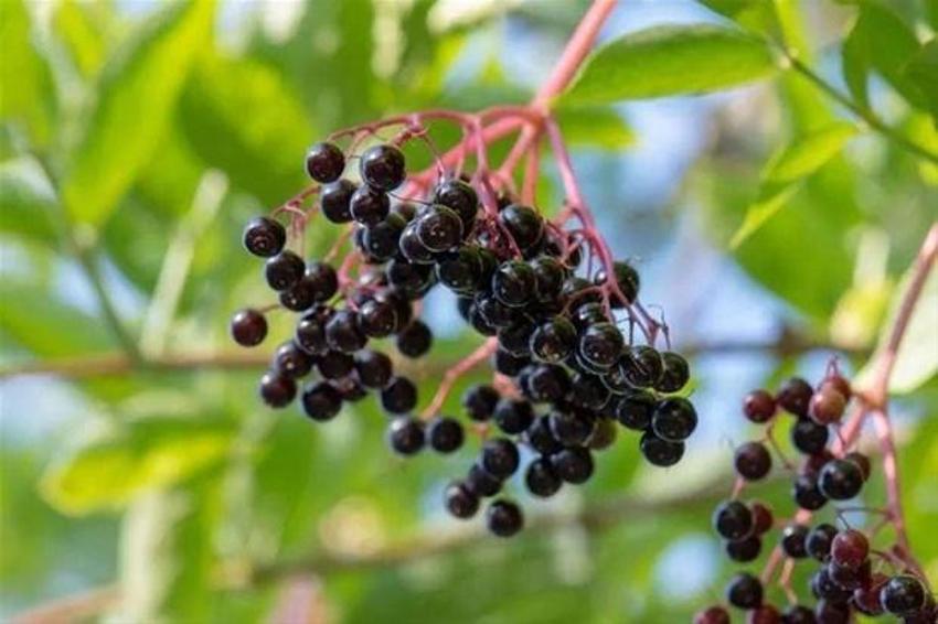 Bağışıklığı güçlendirmek için 10 tavsiye