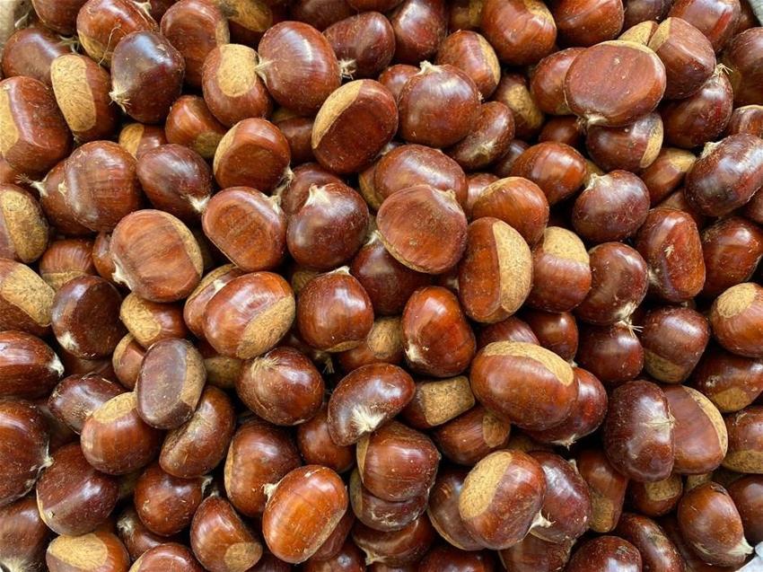 Kilosu 35 lira! Herkes oraya akın ediyor, 1 kilometrelik kuyruk...