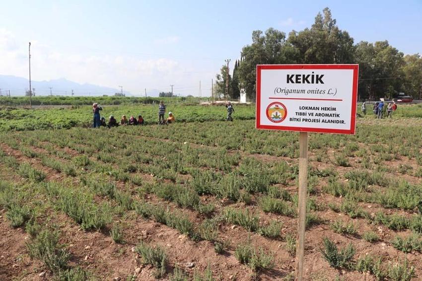 Paraya para demiyorlar! Devlet desteği de var, 162 bin TL kazanç...