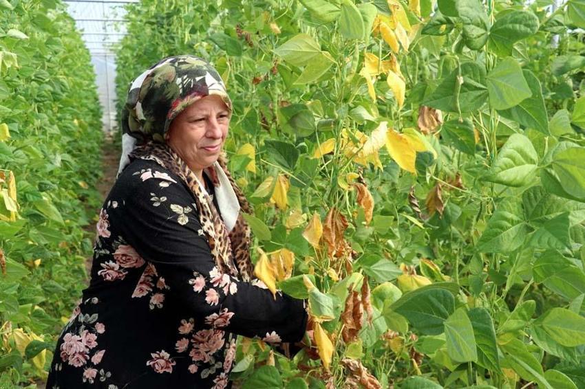 İstemeyerek bu işe girmişti! Devlet desteğiyle büyüdü, şimdi ise...