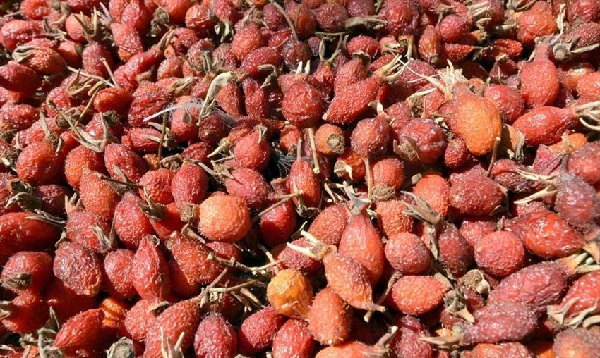 Kış aylarının vazgeçilmezi! Marmelat ya da içecek olarak tüketiliyor: Vücudun direncini artırıyor