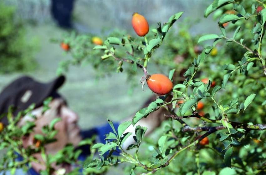 Kış aylarının vazgeçilmezi! Marmelat ya da içecek olarak tüketiliyor: Vücudun direncini artırıyor