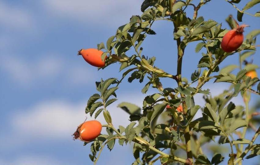 Kış aylarının vazgeçilmezi! Marmelat ya da içecek olarak tüketiliyor: Vücudun direncini artırıyor