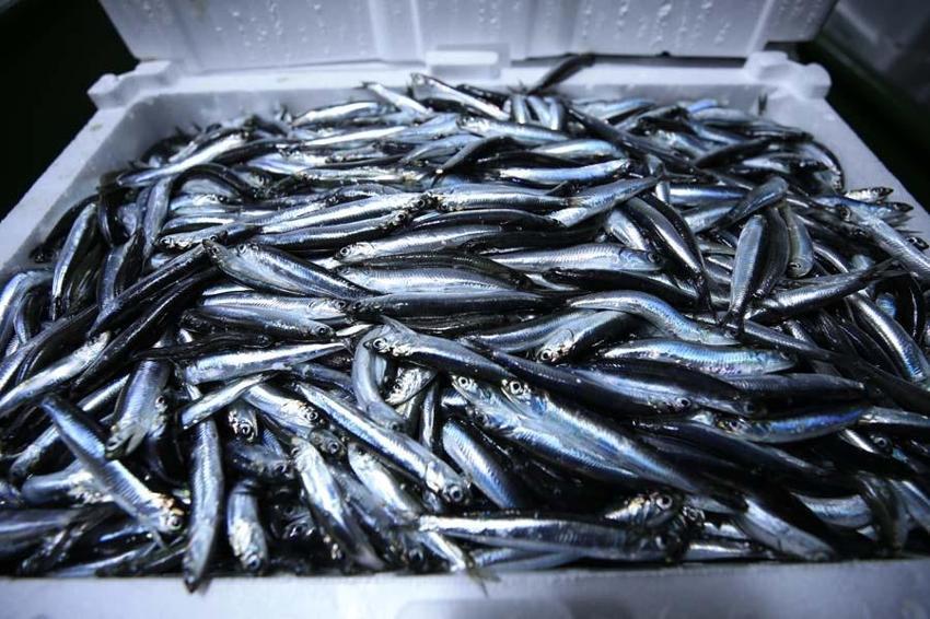 Hamsinin fiyatı düştü! Balıkçı tezgahlarında kilosu10 liraya satılıyor...