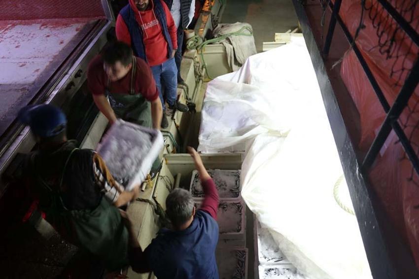 Hamsinin fiyatı düştü! Balıkçı tezgahlarında kilosu10 liraya satılıyor...