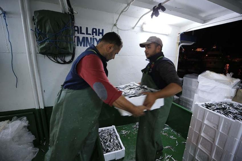 Hamsinin fiyatı düştü! Balıkçı tezgahlarında kilosu10 liraya satılıyor...
