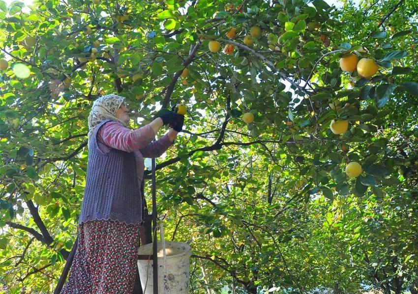 Kilosu 50 lira! Çöpe atmayıp kurutmaya başladı, talep patladı...