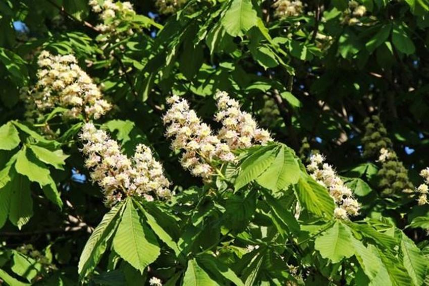 Vücutta mucize yaratıyor! Tam bir B1 ve B2 vitamini deposu
