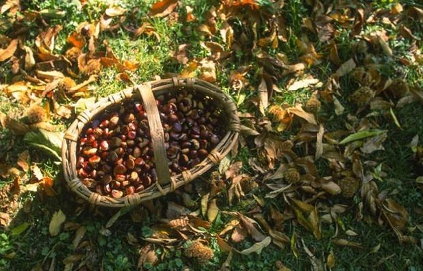 Vücutta mucize yaratıyor! Tam bir B1 ve B2 vitamini deposu