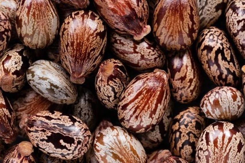Eski Mısır'da ilaç olarak kullanılıyordu! Her derde deva, vücut için en iyisi...