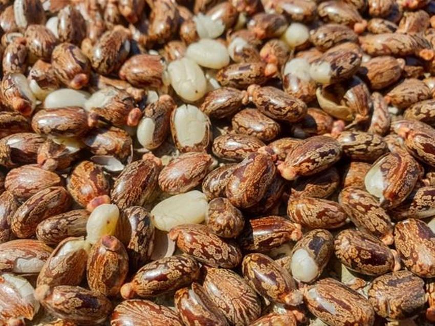 Eski Mısır'da ilaç olarak kullanılıyordu! Her derde deva, vücut için en iyisi...