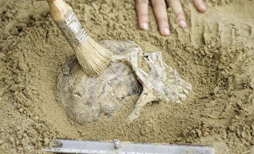 Homo sapiens ve Neandertallerden sonra yeni bir insan türü bulundu: Homo bodoensis