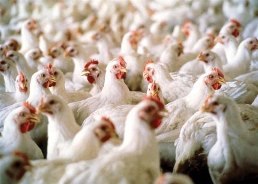 Koronavirüsten daha beter! Sekiz çeşit ölümcül virüs: Yeni salgının adresi belli oldu...