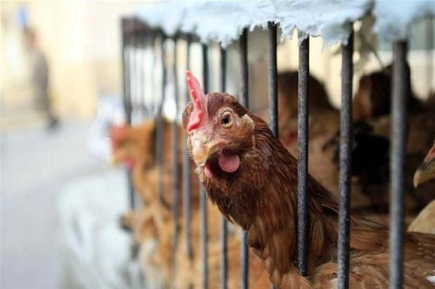 Koronavirüsten daha beter! Sekiz çeşit ölümcül virüs: Yeni salgının adresi belli oldu...