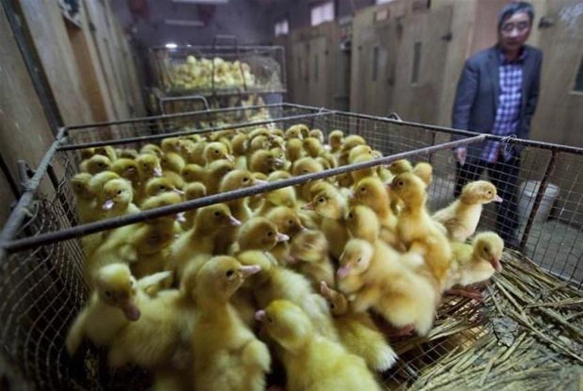 Koronavirüsten daha beter! Sekiz çeşit ölümcül virüs: Yeni salgının adresi belli oldu...