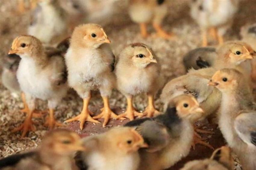 Koronavirüsten daha beter! Sekiz çeşit ölümcül virüs: Yeni salgının adresi belli oldu...