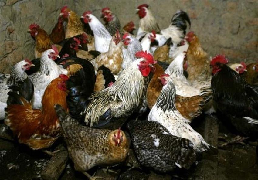 Koronavirüsten daha beter! Sekiz çeşit ölümcül virüs: Yeni salgının adresi belli oldu...