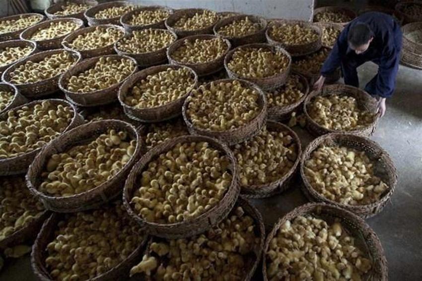Koronavirüsten daha beter! Sekiz çeşit ölümcül virüs: Yeni salgının adresi belli oldu...