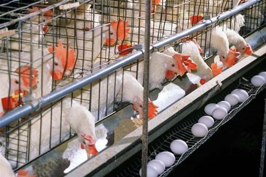 Koronavirüsten daha beter! Sekiz çeşit ölümcül virüs: Yeni salgının adresi belli oldu...