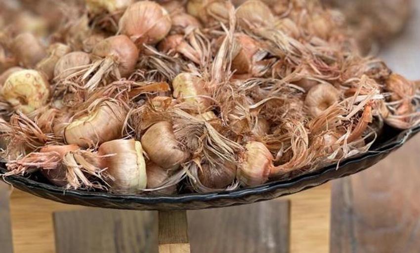 Hobi olarak başladı paraya para demiyor! Kilosu 50 bin lira, taleplere yetişemiyor