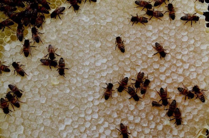 Kilosu 350 lira! Alan tekrar istiyor, ülkeler sıraya girdi, taleplere yetişemiyorlar...