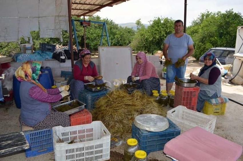 Kilosu 35 TL'den satılıyor! Tek tek ayıklıyorlar, içinde hiçbir katkı maddesi yok...
