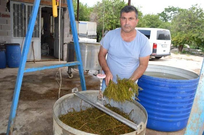 Kilosu 35 TL'den satılıyor! Tek tek ayıklıyorlar, içinde hiçbir katkı maddesi yok...
