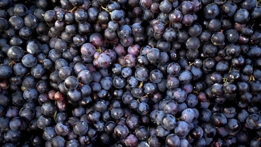 Kolesterole karşı düşman, diyabete iyi geliyor! Bu besinler vücutta mucize yaratıyor