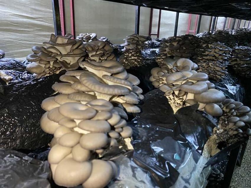 Kursa gitti, 30 bin TL hibe alıp bu işe başladı! Kazancı yüzde 50 arttı...