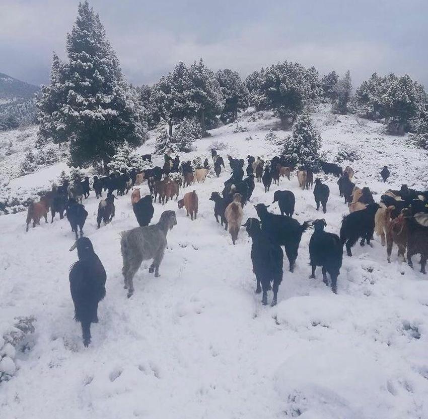 Kar geri döndü! Şimdiden 30 santimi aştı, Meteoroloji'den art arda son dakika uyarıları geliyor, alarm seviyesine geçildi, onlarca kentte...