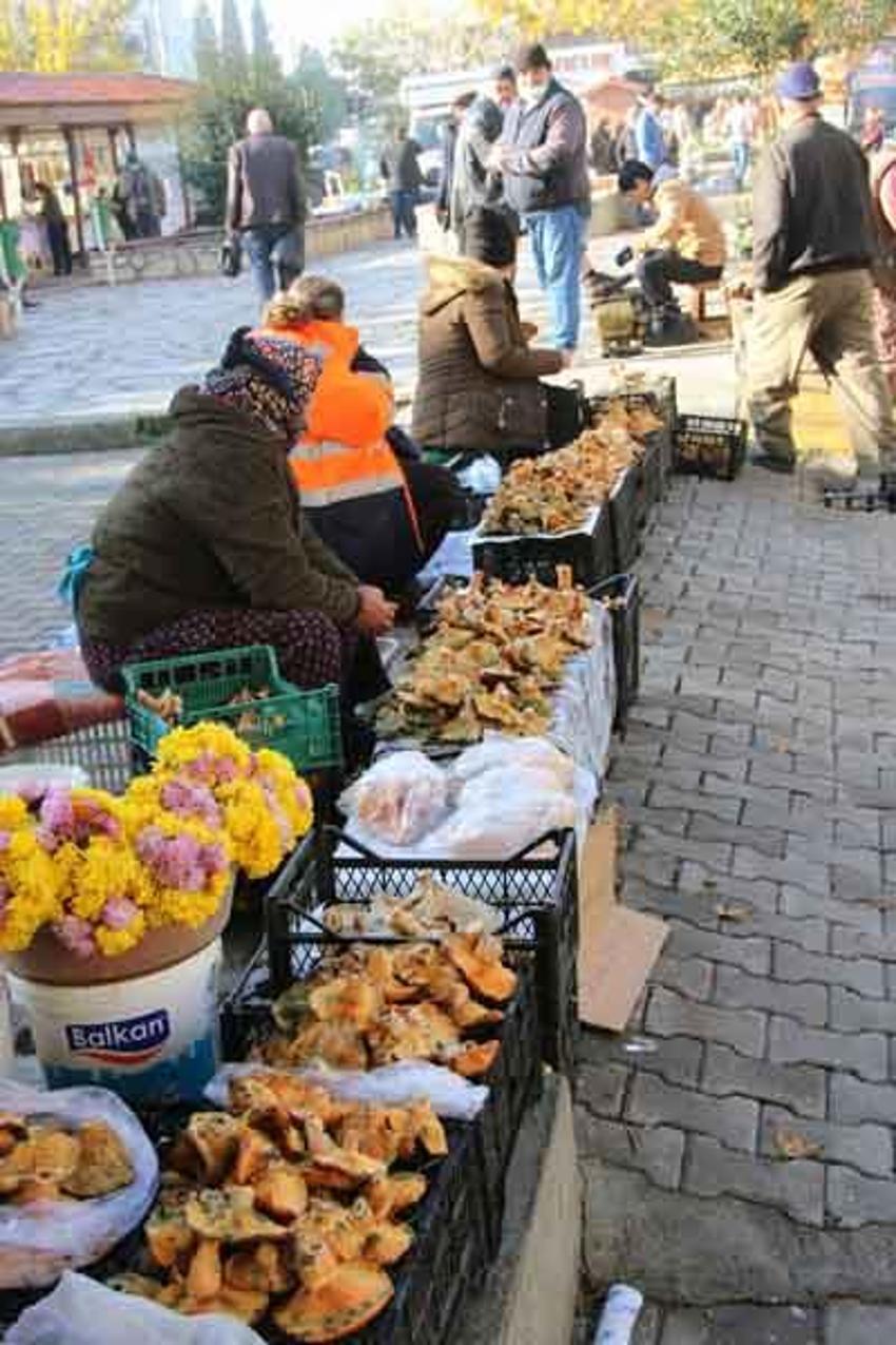 Fiyatını duyan ormana koştu! Halkın geçim kaynağı oldu, korkutan uyarı geldi