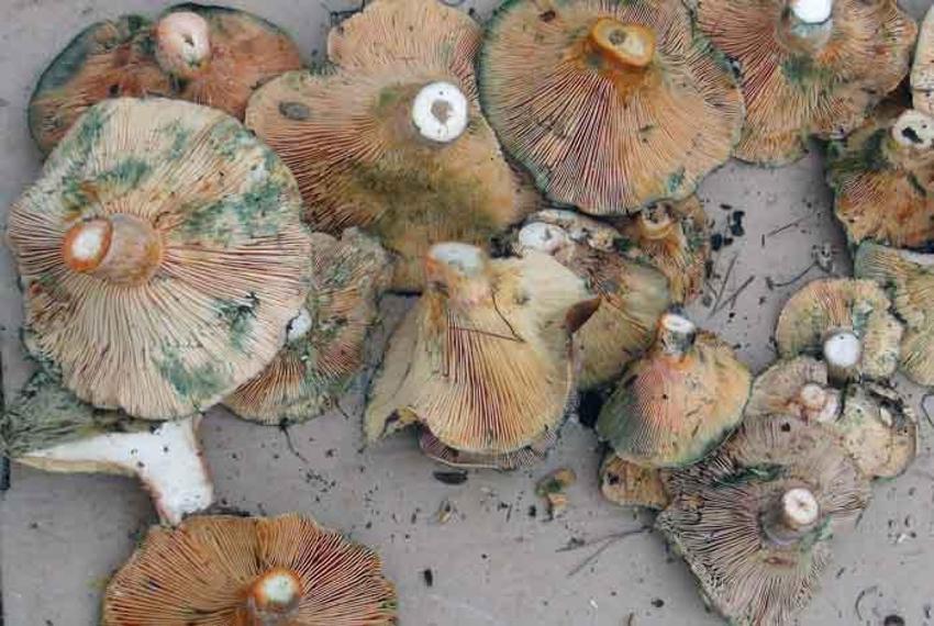 Fiyatını duyan ormana koştu! Halkın geçim kaynağı oldu, korkutan uyarı geldi