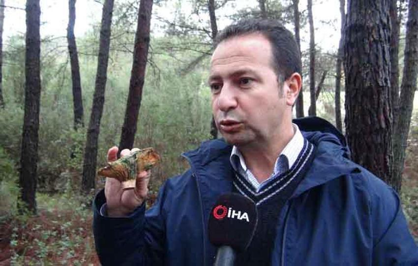 Fiyatını duyan ormana koştu! Halkın geçim kaynağı oldu, korkutan uyarı geldi