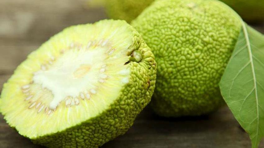 Adı yalancı şifası gerçek! İşte yalancı portakalın şifaları: Kireçlenme, böbrek ağrıları, eklem ağrıları...