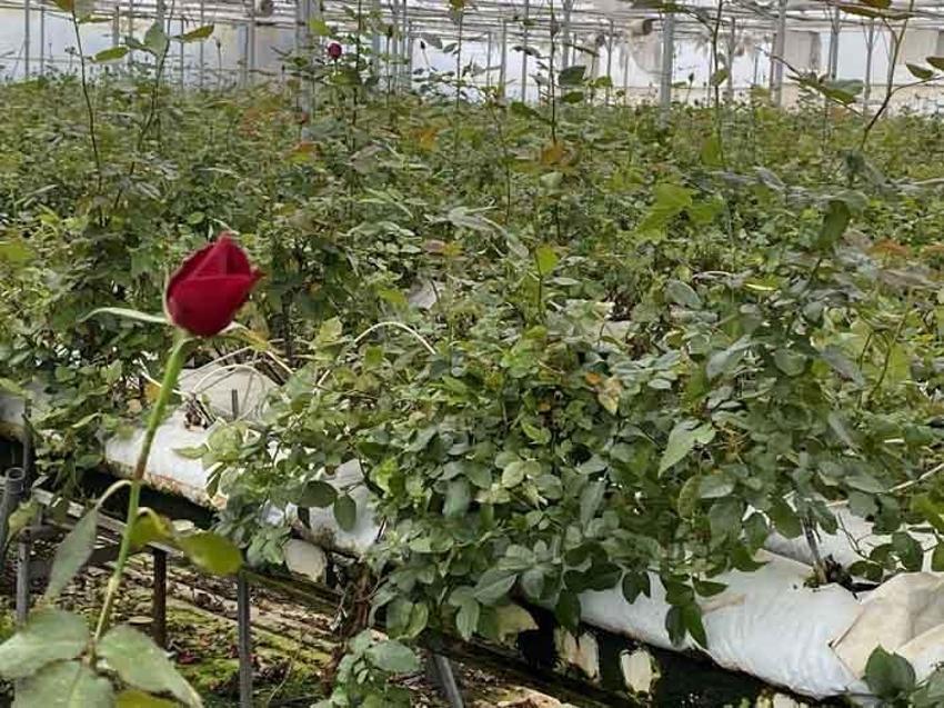 200 liraya satılıyor! Topraksız üretti, talebe yetişemiyor
